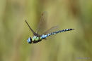 Southern Migrant Hawker (Aeshna affinis) M