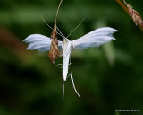 White Plume Moth (Pterophorus pentadactyla)