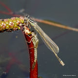 Scarce Blue-tailed Damselfly (Ischnura pumilio) M-ten