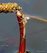 Exuviae