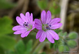 Geranium molle, Dovesfoot Cranesbill