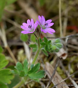 Geranium molle, Dovesfoot Cranesbill