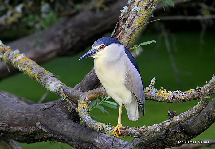 Black-crowned Night Heron (Nycticorax nycticorax) Ad