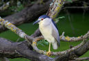 Black-crowned Night Heron (Nycticorax nycticorax) Ad