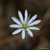 Stellaria holostea, Greater Stitchwort