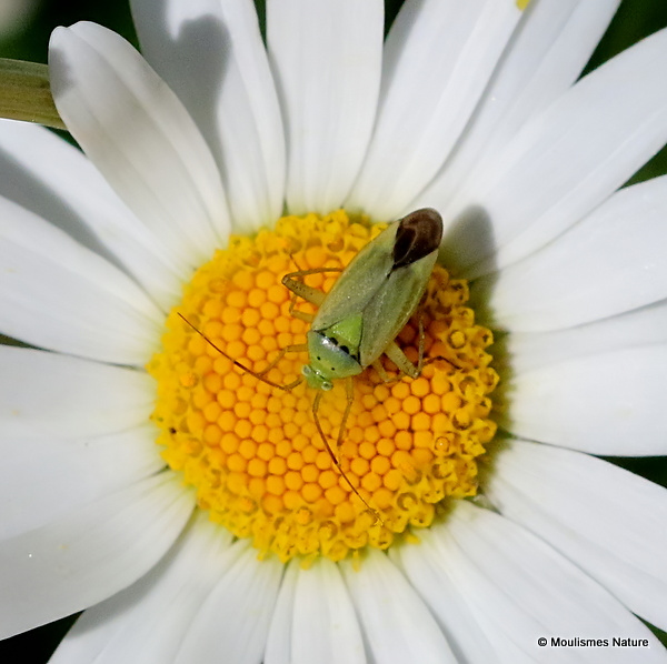 Common Green Capsid (Lygocoris pabulinus)