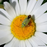Common Green Capsid (Lygocoris pabulinus)