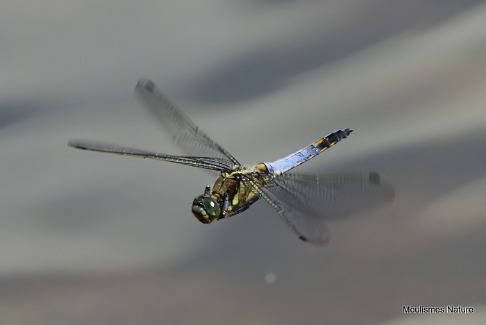 Black-tailed Skimmer (Orthetrum cancellatum) M