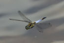 Black-tailed Skimmer (Orthetrum cancellatum) M