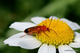 Common Red Soldier Beetle (Rhagonycha fulva)