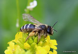 Yellow-legged Mining Bee (Andrena flavipes) F