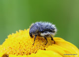Hairy Beetle (Epicometis hirta)