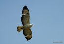 Buteo buteo juv