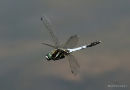 White-tailed Skimmer (Orthetrum albistylum) M