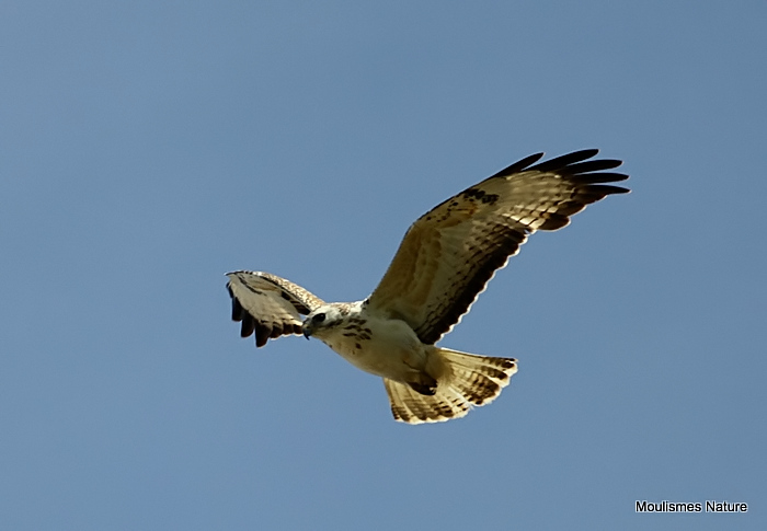 Buteo buteo juv