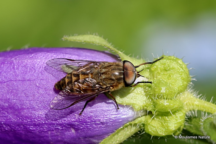 Horsefly (Tabanidae) sp.