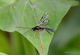 Ichneumon, Perithous sp. M