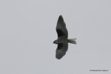 Elanus caeruleus Ad