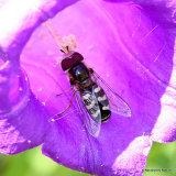 Scaeva pyrastri (White-clubbed Scaeva) M