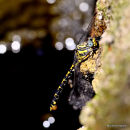 Blue-eyed Hooktail (Onychogomphus uncatus) F