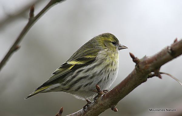 European Siskin (Carduelis spinus) F