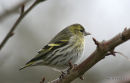 European Siskin (Carduelis spinus) F