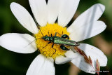 False Oil Beetle (Oedemera nobilis) M