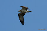 Osprey (Pandion haliaetus) Ad