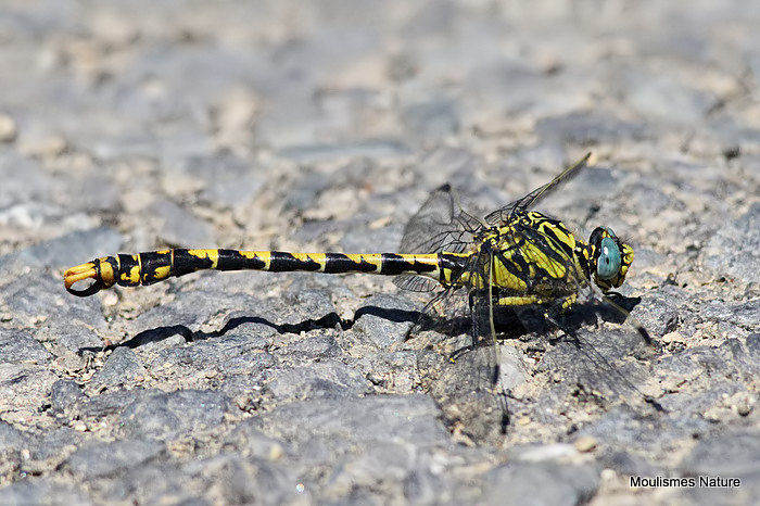 Blue-eyed Hooktail (Onychogomphus uncatus) M, Gomphus a crochets