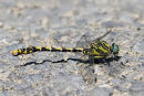Blue-eyed Hooktail (Onychogomphus uncatus) M, Gomphus a crochets