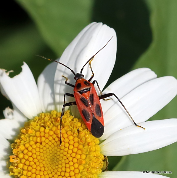 Mirid bug sp. Calocoris nemoralis