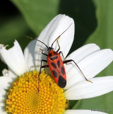 Mirid bug sp. Calocoris nemoralis