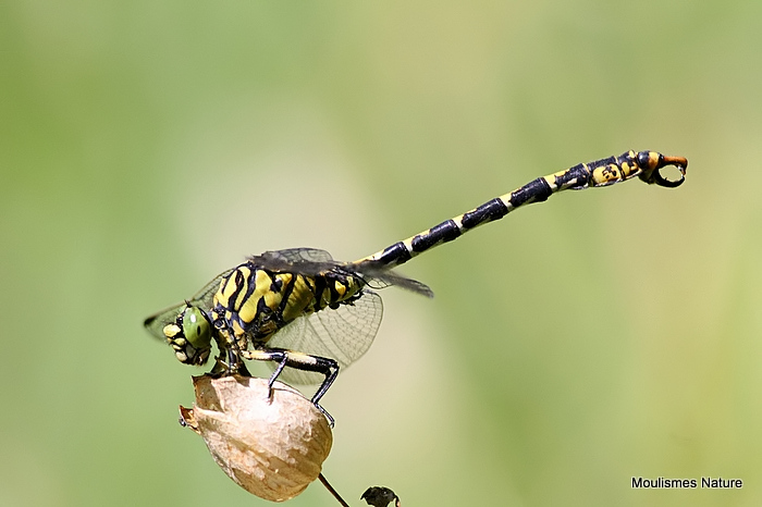Green-eyed Hooktail (Onychogomphus forcipatus) M