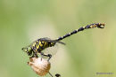 Green-eyed Hooktail (Onychogomphus forcipatus) M