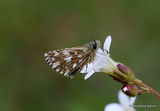 Grizzled Skipper (Pyrgus malvae) M
