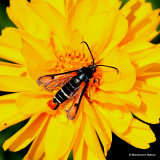 Fiery Clearwing (Bembecia chrysidiformis)