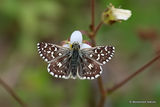 Grizzled Skipper (Pyrgus malvae) M