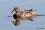 Gadwall (Anas strepera) F