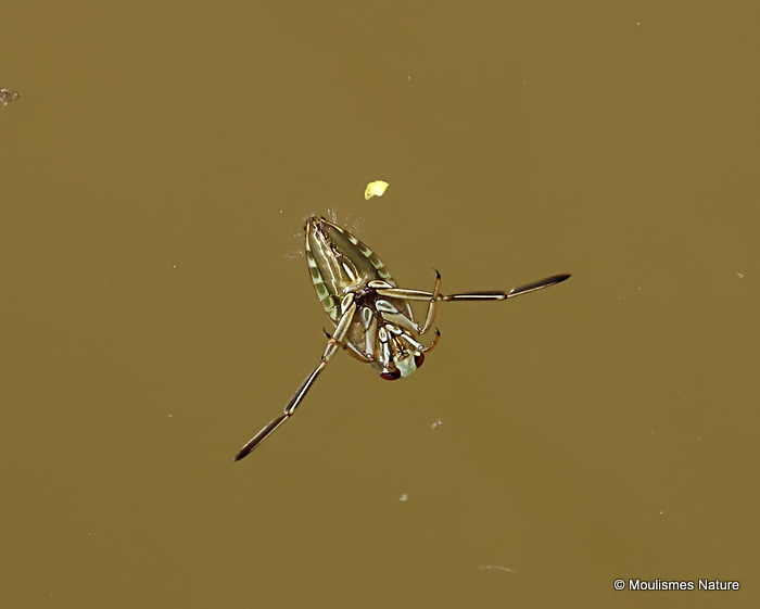Water Boatman sp. (Corixidae sp.)