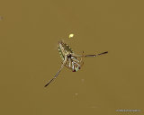 Water Boatman sp. (Corixidae sp.)