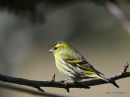 European Siskin (Carduelis spinus) M