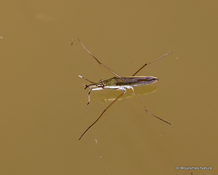 Common Pond Skater (Gerris lacustris)