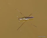 Common Pond Skater (Gerris lacustris)