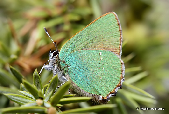 Green Hairstreak (Callophrys rubi)