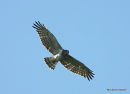 Short-toed Eagle (Circaetus gallicus) Ad