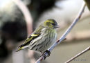 European Siskin (Carduelis spinus) F