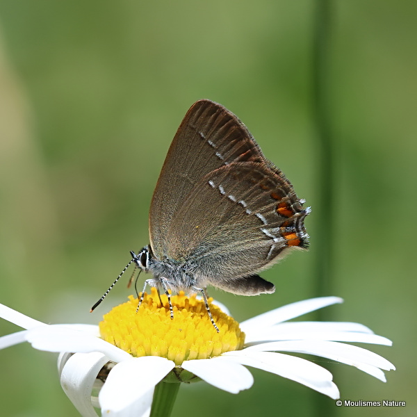 Sloe Hairstreak (Satyrium acaciae)