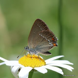 Sloe Hairstreak (Satyrium acaciae)