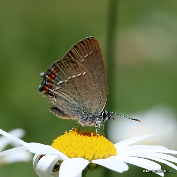 Sloe Hairstreak (Satyrium acaciae)