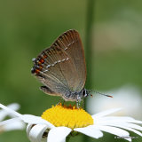 Sloe Hairstreak (Satyrium acaciae)